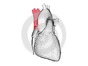 The superior vena cava