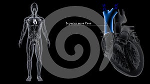 Superior Vena Cava of Heart photo