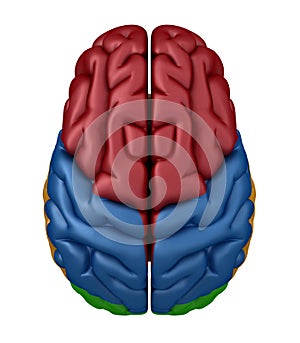 Superior view of the Brain