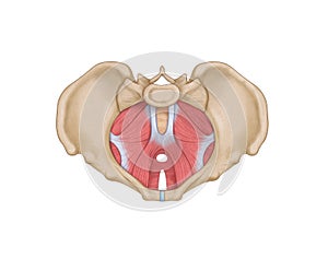 Superior view of female pelvic, levator