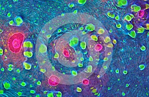 Superman chalice coral