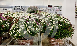 Supermarket With Flower Aisles