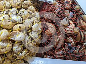 Supermarket snails in nets ready to be sold