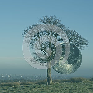 Supermoon behind the lonely oak tree. photo