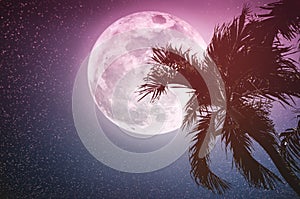 Supermoon with many stars. Beautiful night landscape of sky with full moon behind betel palm tree, outdoor in gloaming time.