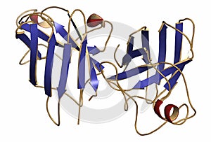 Superoxide dismutase 1 SOD1 enzyme. Converts superoxide radical in hydrogen peroxide. Gene mutations cause ALS amyotrophic.