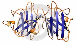 Superoxide dismutase 1 SOD1 enzyme. Converts superoxide radical in hydrogen peroxide. Gene mutations cause ALS amyotrophic.