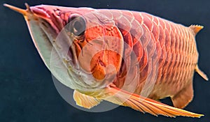 Superred arowana on black screen