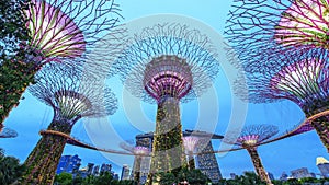 The Supertree at Gardens by the Bay