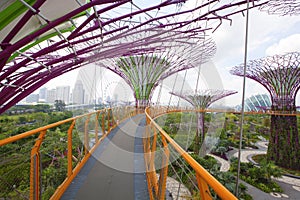 The Supertree Grove at Gardens by the Bay
