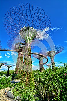 Supertree Grove, Gardens by the Bay, Singapore