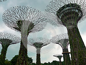 The Supertree grove at Gardens by the Bay in Singapore near Marina Bay Sands at cloudy day.