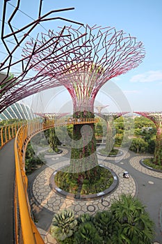 Supertree Grove in Singapore. photo