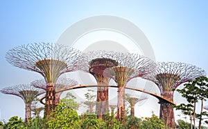 Supertrees, Gardens by the Bay