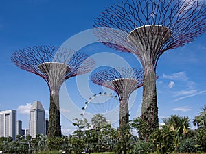 Supertrees