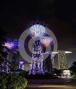 Supertrees, Singapore photo