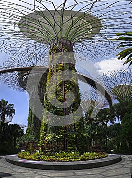 Supertrees in the Marina Bay Gardens, Singapore photo