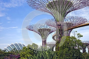 Supertrees, Singapore photo