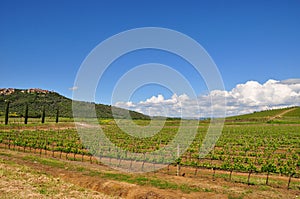 superTuscan sangiovese vineyard Italy photo
