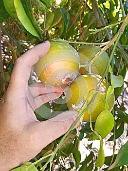 Supervisor on the citrus plantation