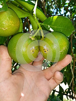 Supervisor on the citrus plantation photo