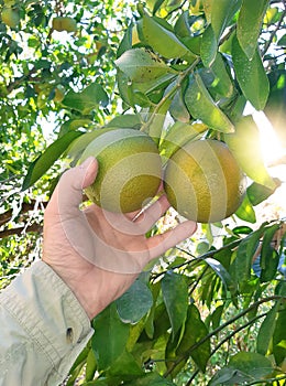 Supervisor tests citrus fruits