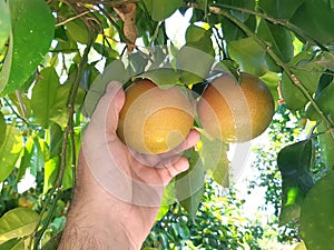 Supervisor tests citrus fruits