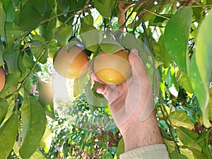 Supervisor tests citrus fruits