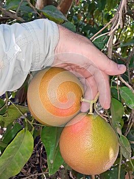 Supervisor tests citrus fruits