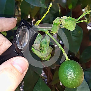 Supervisor tests the citrus leaf