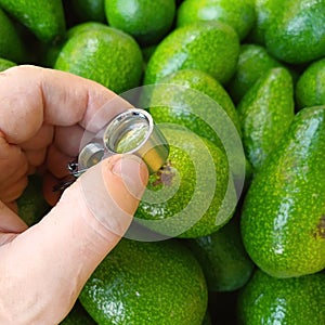 Supervisor tests ripe avocado fruits