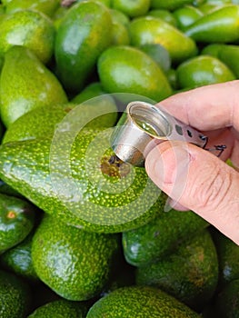Supervisor tests ripe avocado fruits in a container