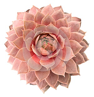 Supervivum Succulent