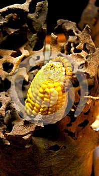 Superworm crawling on a corn cob and feeding on corn