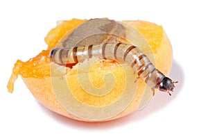 Superworm eating apricot isolated