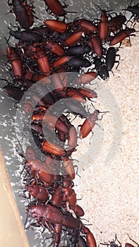 superworms as world food security