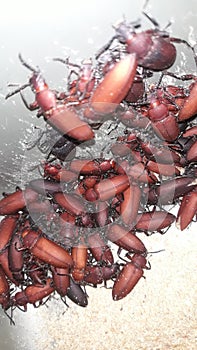 superworms as world food security