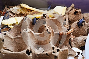 Superworms and beetles processing plastic in sustainable substrate