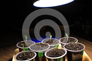 Supplementary lighting of pepper seedlings in early spring by LED lamp at home. Closeup.