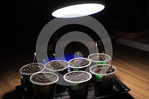 Supplementary lighting of tomato seedlings in early spring by LED lamp at home. Front view.