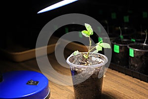 Supplementary lighting of young sprout of rose flower in early spring by LED lamp at home. Closeup.