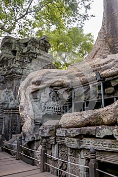 Support beams holding ruins of Ta Prohm, Siem Reap, Cambodia