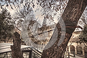 support wire on a tree