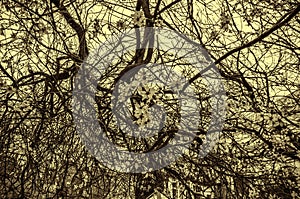 support wire on a tree