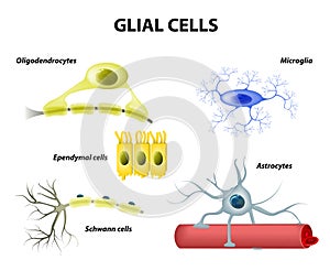 Supporting Cells. Neuroglia or Glial cells