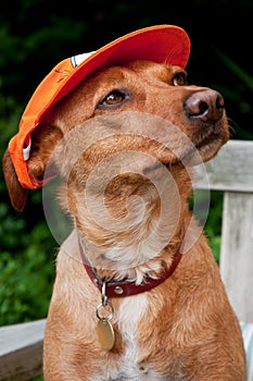 Supporting the Dutch soccer