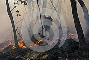 Suppression of Forest Fire 18