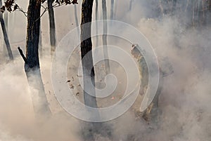 Suppression of Forest Fire