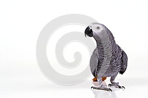 Isolated Surprised parrot photo