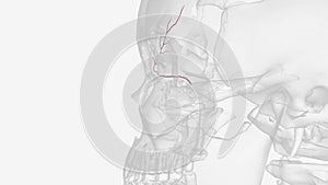 The supraorbital artery is a branch of the ophthalmic artery